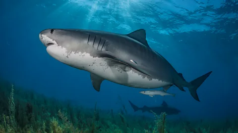 Hannes Klostermann/ Ocean Image Bank A huge tiger shark swims over seagrass in shallow water (Credit: Hannes Klostermann/ Ocean Image Bank)