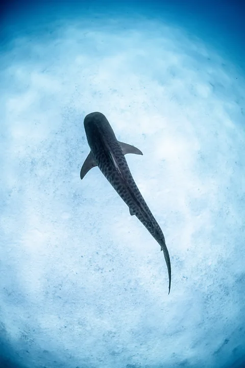 Dani Escayola/ Ocean Image Bank Tiger sharks' unique camouflage helps them to sneak up to their prey, gradually circling in before attacking (Credit: Dani Escayola/ Ocean Image Bank)