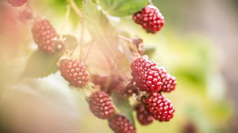Red coloured raspberries growing, surrounded by green leaves