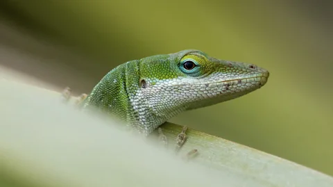 Getty Images A green lizard on a piece of vegetation looks behind it into the camera lens (Credit: Getty Images)