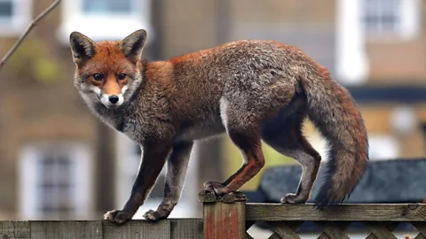 Getty Images In London, UK, the urban fox is a common sight in back gardens and residential streets (Credit: Getty Images)