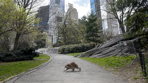 Getty Images Cities pose huge challenges to wild animals, but some are able to adapt (Credit: Getty Images)