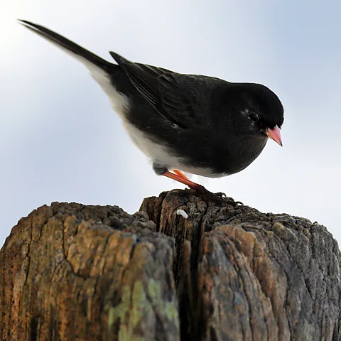 Getty Images The dark-eyed junco is a species that's shown it's capable of undergoing rapid adaptation when faced with humans (Credit: Getty Images)