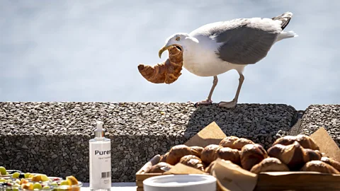 Getty Images A herring gull steals a croissant from a table (Credit: Getty Images)