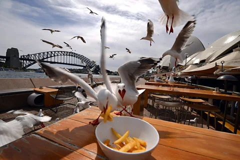 Getty Images Seagull thievery is on the rise as more gulls move into urban areas (Credit: Getty Images)