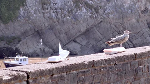 Katherine Latham Researchers found seagulls were less likely to approach food packaging they think might be watching them (Credit: Katherine Latham)