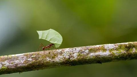 Getty Images A leafcutter ant carries a section of leaf along a branch (Credit: Getty Images)