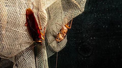 Getty Images They may be much maligned, but cockroaches can have strong personalities (Credit: Getty Images)