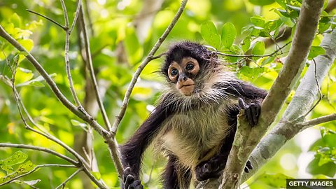 Spider monkeys sharing fruit knowledge 蜘蛛猴分享果树情报