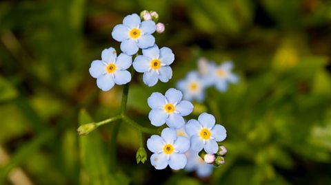 The image shows a cluster of forget-me-nots, small light blue flowers shaped like stars with five petals and yellow centres. 