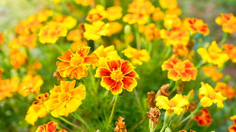 A close-up of marigolds in a field. which are shaped similarly to dsisies, with five petals. Some are entirely light yellow while others are deeper orange with yellow ringing their outsides. 