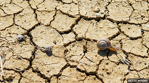 Near-extinct snails rescued from rock 濒临灭绝的蜗牛从岩缝中获救