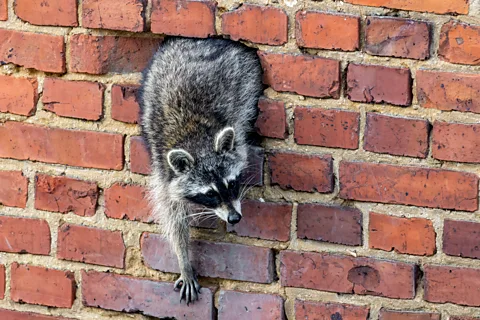 Alamy A raccoon climbs out of a hole in a brick wall (Credit: Alamy)