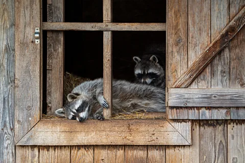 Getty Images Raccoons are not native to Europe, but now number in the millions (Credit: Getty Images)