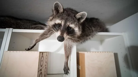 Getty Images Some cherish Germany's raccoons and advocate for their welfare. Others hunt them as a pest (Credit: Getty Images)