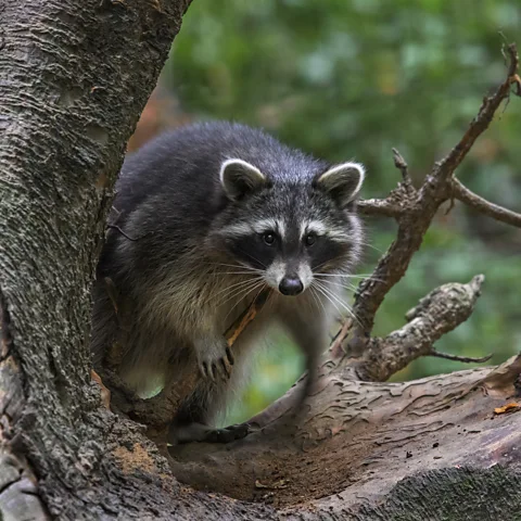 Getty Images There is debate over the extent of the damage to native wildlife that raccoons are responsible for in Germany (Credit: Getty Images)