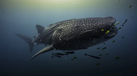 Jonathan Irish A whale shark swims in bright blue water, surrounded by small fish (Credit: Jonathan Irish)