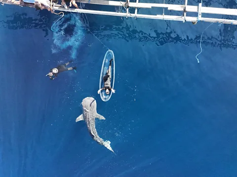 Diaz Adiyoga/ Konservasi Indonesia This neonate whale shark is one of just a handful ever seen, and the first in Indonesian waters (Credit: Diaz Adiyoga/ Konservasi Indonesia)