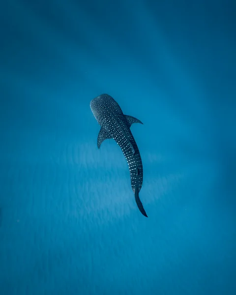 Noemi Merz/ Ocean Image Bank Each whale shark has its own unique constellation-like pattern of dots, and Nasa star-mapping tech can been used to ID them (Credit: Noemi Merz/ Ocean Image Bank)