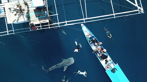 Abdy Hasan/ Konservasi Indonesia When fully grown, this four-month-old whale shark could be 10 times the length it is now (Credit: Abdy Hasan/ Konservasi Indonesia)
