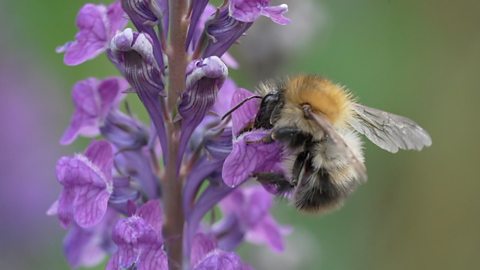 Bumblebees struggling in UK heatwaves 英国熊蜂在热浪中艰难求生