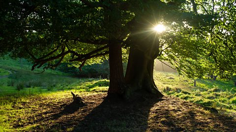 The setting sun silhouettes an oak tree in Ashdown Forest