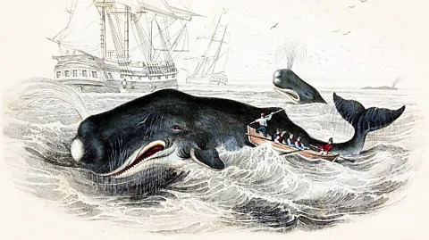 Getty Images An illustration of Captain Ahab and his men attacking the whale Moby Dick in the ocean (Credit: Getty Images)
