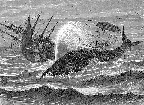 Getty Images An illustration of the sinking of the The Essex whaling ship by a sperm whale – the incident which inspired Mody Dick (Credit: Getty Images)