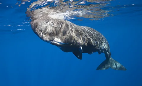 Getty Images A sperm whale in the Atlantic Ocean off the Canary Islands – today they are cherished animals (Credit: Getty Images)