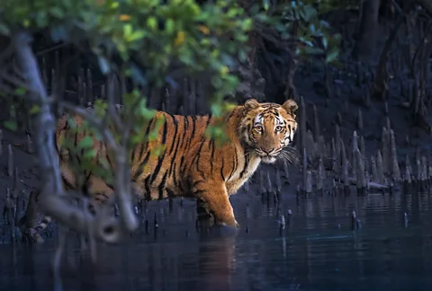 Avijit Ghorai/ Mangrove Photography Awards A tiger wades in the water around a mangrove forest (Credit: Avijit Ghorai/ Mangrove Photography Awards)