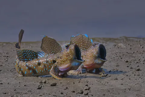 Ashok Behera/ Mangrove Photography Awards Mudskippers face off on tidal flats in the Sundarbans (Credit: Ashok Behera/ Mangrove Photography Awards)