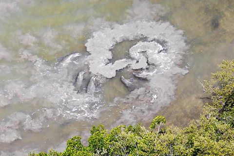 Mark Ian Cook/ Mangrove Photography Awards Dolphins stir up mud to help them trap fish (Credit: Mark Ian Cook/ Mangrove Photography Awards)