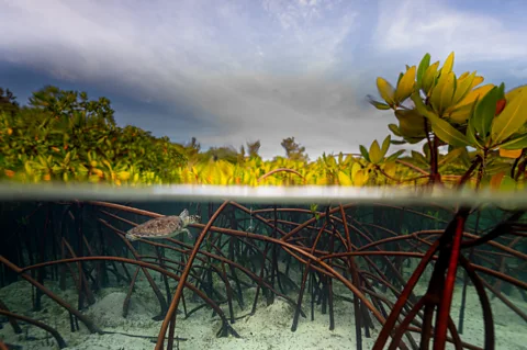 Evan Cooper/ Mangrove Photography Awards This picture from the Bahamas won the "other species" category (Credit: Evan Cooper/ Mangrove Photography Awards)
