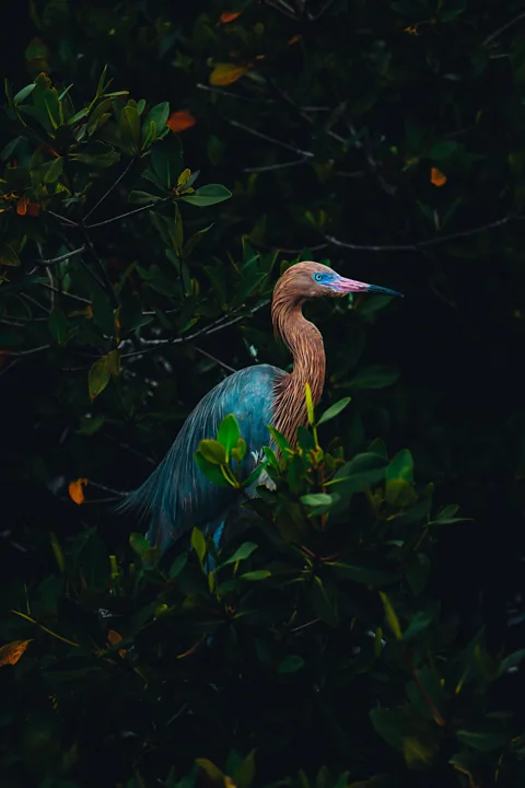 Dillon Roberts/ Mangrove Photography Awards A rare type of heron looks over mangroves in Bimini, Bahamas (Credit: Dillon Roberts/ Mangrove Photography Awards)