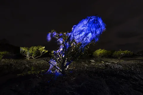 Gaurav Patil/ Mangrove Photography Awards A tangled glow in Nandgaon village (Credit: Gaurav Patil/ Mangrove Photography Awards)