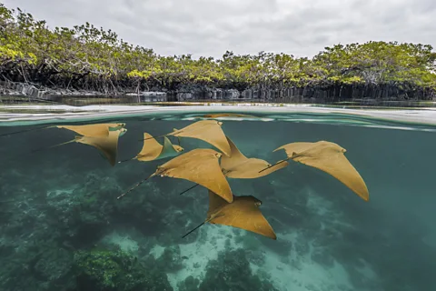 Pelayo Salinas de León/ Mangrove Photography Awards The Galapagos Islands are famously biodiverse (Credit: Pelayo Salinas de León/ Mangrove Photography Awards)