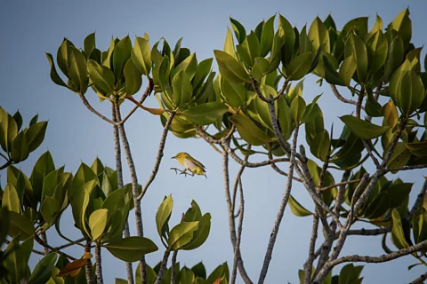 Erfan Samanfar/ Mangrove Photography Awards The Indian white eye forages and nests among mangrove habitat (Credit: Erfan Samanfar/ Mangrove Photography Awards)