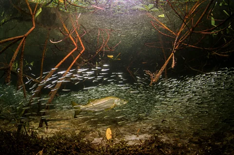 Crispin Middleton/ Mangrove Photography Awards Fish swimming among Caribbean mangroves (Credit: Crispin Middleton/ Mangrove Photography Awards)