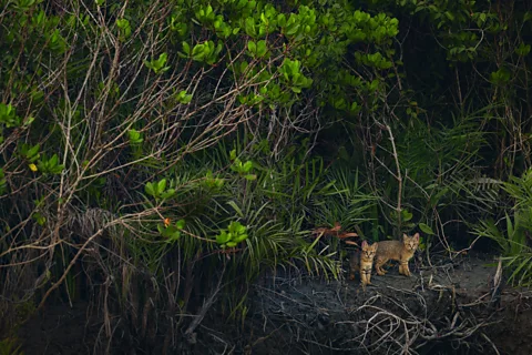 Kallol Mukherjee/ Mangrove Photography Awards A rare glimpse of jungle cats in India (Credit: Kallol Mukherjee/ Mangrove Photography Awards)