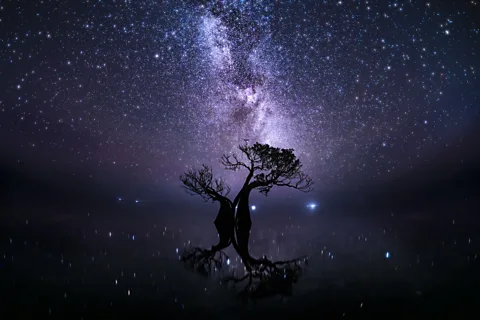 Ryuhei Suguri/ Mangrove Photography Awards A starlit mangrove in shallow, tidal water (Credit: Ryuhei Suguri/ Mangrove Photography Awards)