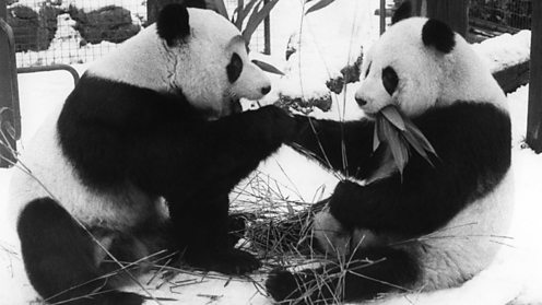 Giant pandas at London Zoo