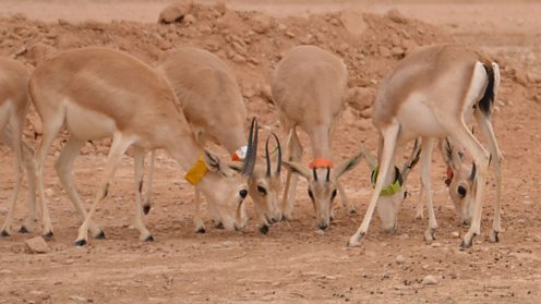 Sand gazelles, ZSL