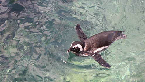 Penguin at Bristol Zoo