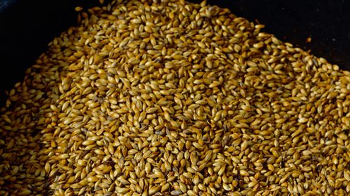 Malt pile