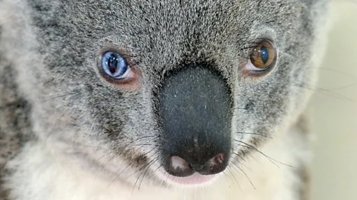 まるでボウイのようなコアラ保護 - BBCニュース