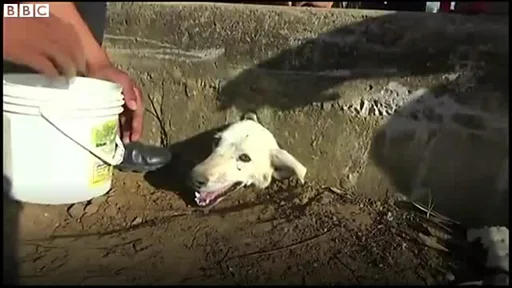身動きできない犬の「ニッキ」を救出 ペルー - BBCニュース