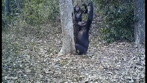 野生チンパンジーの飲みっぷり 自分で道具を工夫 - BBCニュース