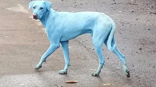 インドで青い犬相次ぐ 愛護団体が見つけたのは… - BBCニュース