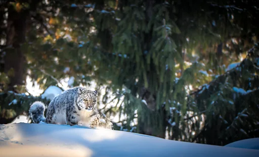 Изабель Лукас жалаңаш суреттері Изабель Лукас жалаңаш суреттері