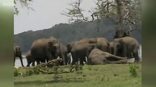 鼻でなでる姿も、仲間の死を悼む野生のゾウ スリランカ - BBCニュース